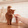 GimCat Sticks – Bâtonnets à mâcher pour chat au saumon x4