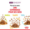 Royal Canin Sensory Smell – Pâtée chat adulte 85 g