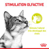 Royal Canin Sensory Smell – Pâtée chat adulte 85 g