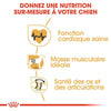 Royal Canin Rottweiler Adult – Croquettes chien adulte 12 kg