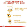 Royal Canin Cocker Adult – Croquettes chien adulte 3 kg