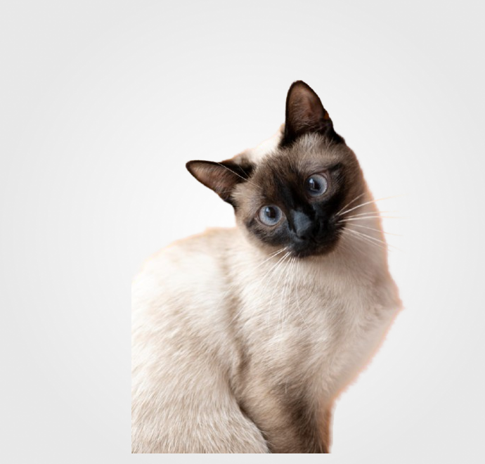 CAT Bandes de saumon 50g 1 unité