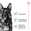 Royal Canin Maxi Ageing 8+ – Croquettes chien senior grande race 15 kg