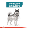 Royal Canin Maxi Joint Care – Croquettes chien grande race articulations 10 kg