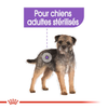 Royal Canin Mini Sterilised – Croquettes chien stérilisé petite race 1 kg