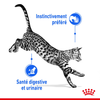 Royal Canin Indoor Sterilised – Pâtée chat d'intérieur stérilisé en sauce 85 g